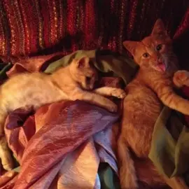 now I know what it feels like to wanna go outside 🧡 #sidelines #phoebebridgers #aesthetic 