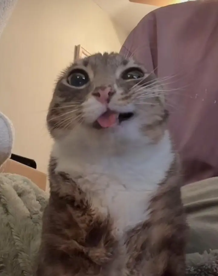 #waifu #fyp #hot #girls #halloweenlook 