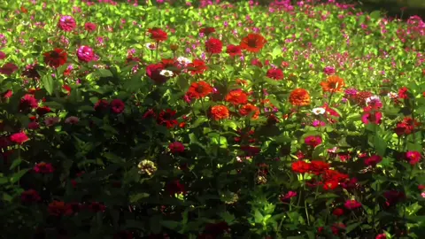 “Cười một cái, mọi chuyện sẽ ổn thôi.”#xuhuong #flowers #fyp 