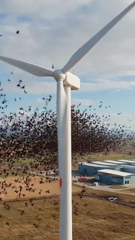 #WindTurbine #BirdConservation #EnvironmentalImpact #AI #ForYouPage