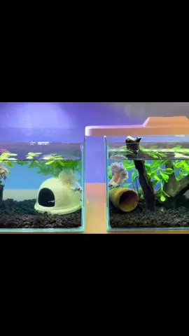 #ปลากัด #ปลากัดสวยงาม #ปลากัดหูช้าง 