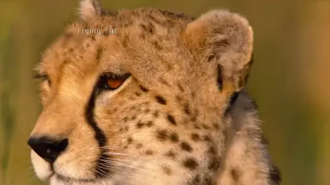 Chị Bốn Lào | Sở hữu tốc độ top 1 sever trái đất #xh #funnyanimals #sutu #fyp #fyppppppppppppppppppppppp 