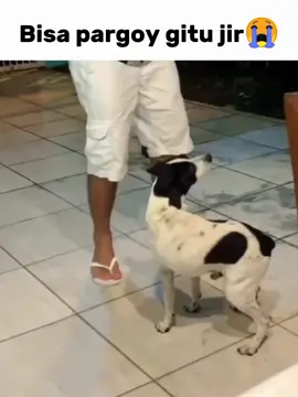 #anjing #ngakak #meme #fyppage 