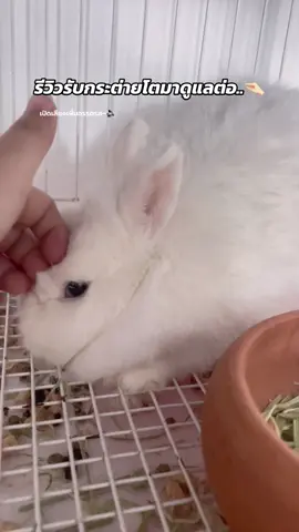 ต้องจีบกันกี่วันกว่าจะไว้ใจง่า~🐰🤏🏻 #เทรนด์วันนี้ #กระต่าย #moribun #miffy #neterlanddwarf 