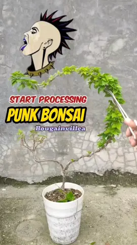 Punk Bonsai Start Processing ❗ #bougainvillea #bonsai #gardening
