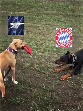 Champions league Arsenal vs Bayern Munich#arsenalvsbeyernmunchen#beyernmunchen #CapCut 