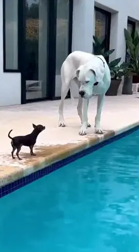 Chihuahua barks at big dogs #Chihuahua #TinyDogBigAttitude #trendingpetvideos 