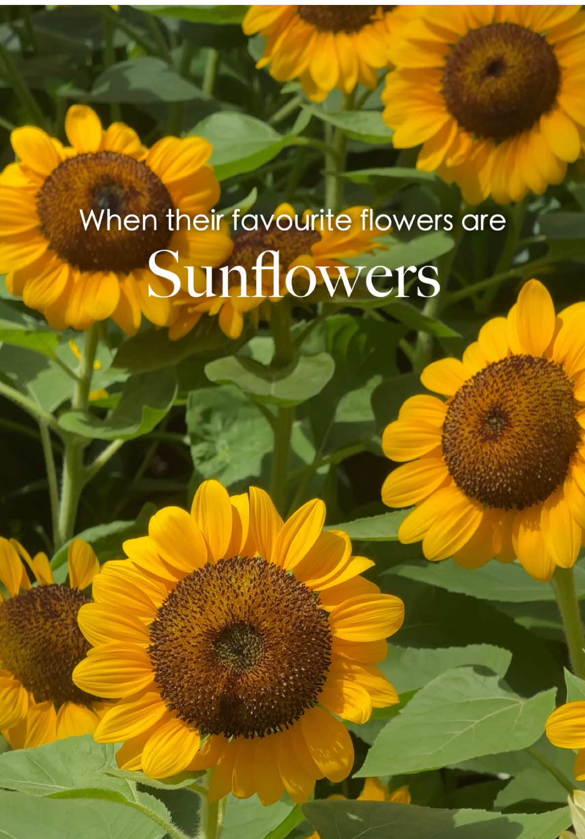 Tag that person who loves sunflowers and bring them to our Sunflower Surprise floral display! 🌻 Happening from now till 16 Nov 2025 at Flower Dome!   #gardensbythebay #SunflowerSurpriseGBB #FlowerDome #VisitSingapore #tiktoksg