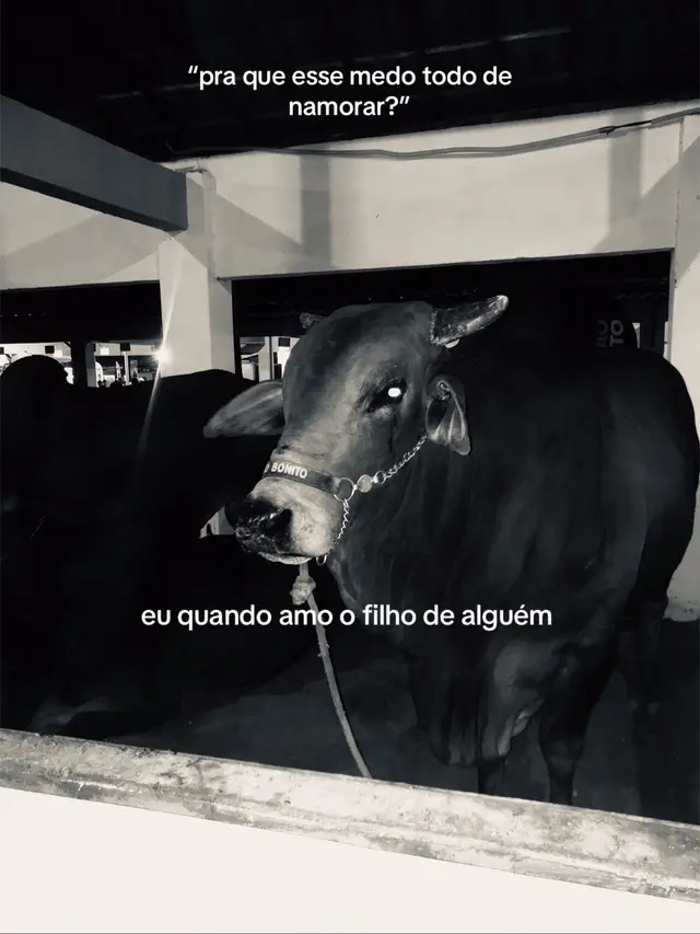 #trend #vaiprofycaramba #boi #viral #foryoupage 