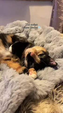 Listen to those purrs!🤍 Winter is for keeping warm, snuggling and cosy vibes. @PetsLoveScruffs have all the essentials your pet needs for a cosy winter!❄️ #gifted #thetammyandtillytravels #cats #catsoftiktok #catparent 
