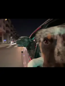 #puppy #canecorso #australianshepherd #sandiego 