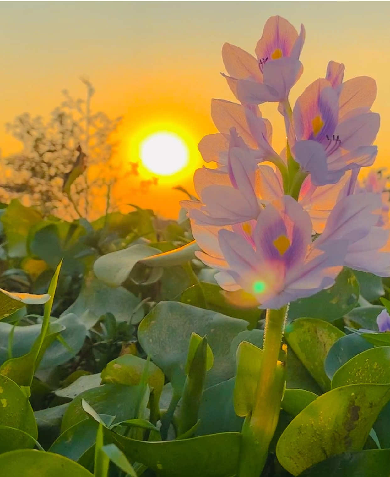 এভাবেই ভালোবাসলে জীবনে ও সুন্দর সব ই সুন্দর🥰🌸❤️🖤#fyp #foryoupage #nature #viral 