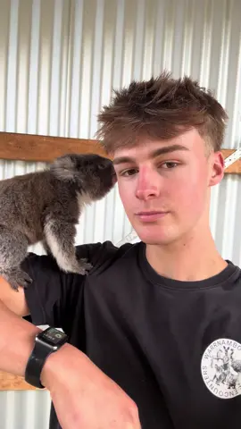 She’s growing so fast 🥺 #koala #warrnamboolwildlifeencounters #greatoceanroad #australia #koalacore 