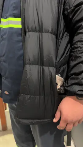 Mi Lua se quiere ir a chambear con su padre @japo 🥺😍🫶🏻#date #pugs 