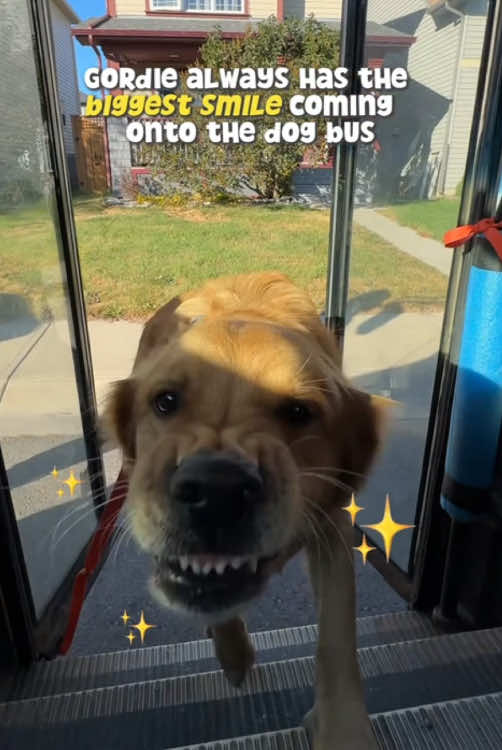 It’s not just daycare — it’s his happy place.🐕#dog #dogdaycare #happydog #fyp #doglover