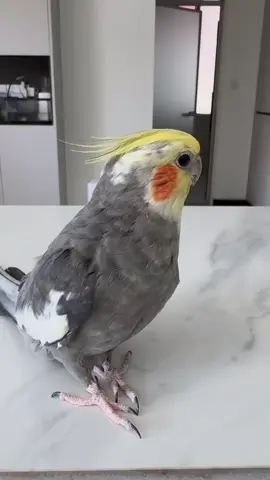 #اكسبلورexplore  #foryou  #تغريد #عصافير #كوكتيل  🦜🦜🦜🌳🎶🎵🌺💟