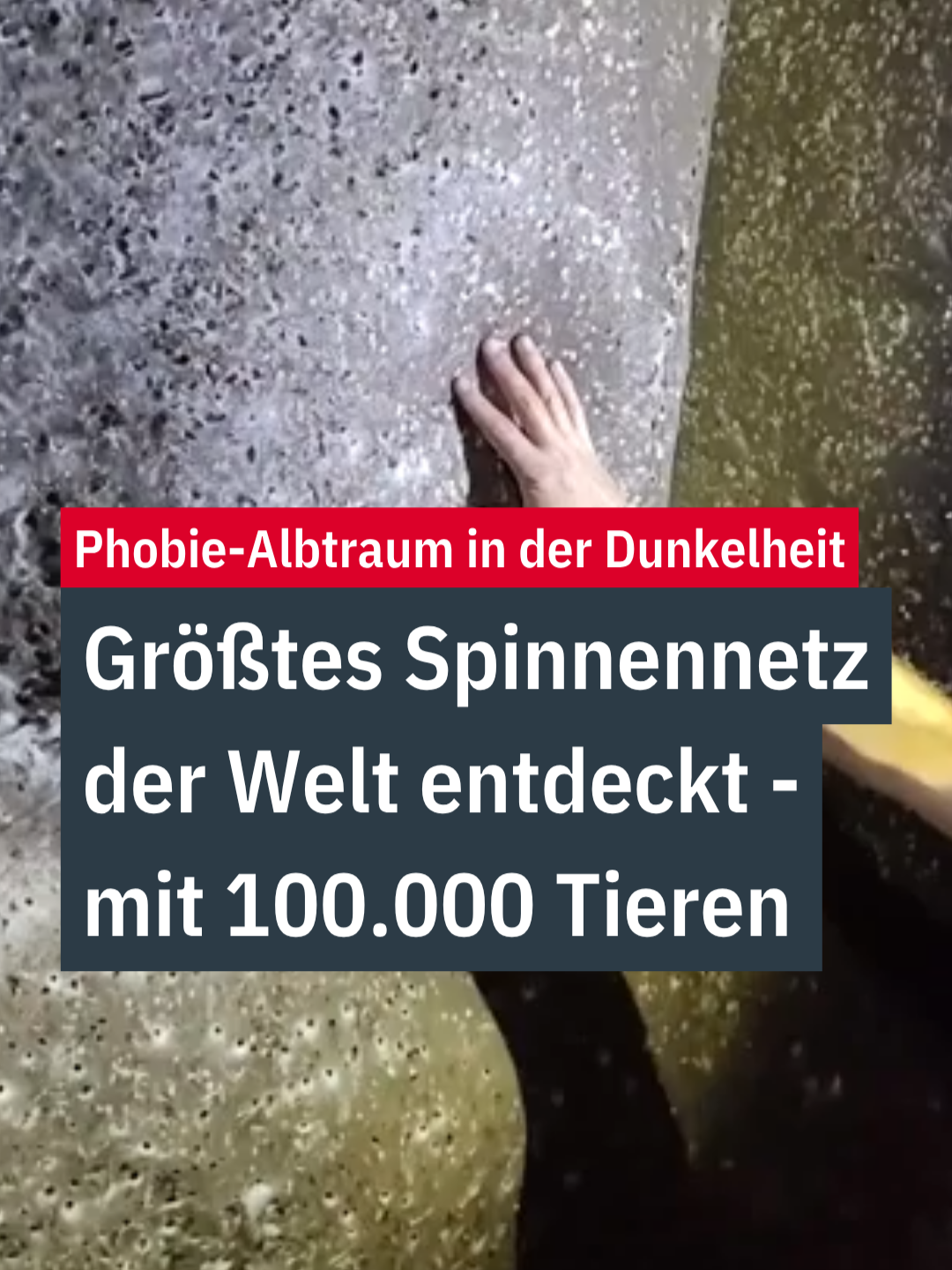 🕷️ Menschen mit Spinnenangst müssen jetzt stark sein. 🕷️ 📲 Immer aktuell informiert seid ihr mit der ntv App. #ntv #nachrichten