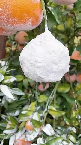 seger banget nih buah #bantuinfypdong #bantusesama #tutorial #likekomensharefollow #rameinyuk 