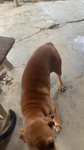 ipul baru pulang dari rawa-rawa gess #dogsofttiktok #doglovers 