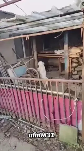 #粉丝一千万 #dog #cute #viral #IoI 