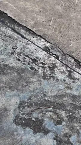 🏳️𝙷𝙾𝙽𝙳𝙰 𝙿𝙲𝚇𝟷𝟼𝟶 𝟸𝟶𝟸𝟼 𝚆𝚑𝚒𝚝𝚎 𝙱𝚕𝚊𝚣𝚎 🏳️     📸มาเยือนมิตรยนต์ระยองแล้วคร้าา🍃 มิตรยนต์ระยอง ร้านรถมอเตอไซด์ใน❤️คุณ #มิตรยนต์ระยองสาขาสี่แยกพีเอ็มวาย #มิตรยนต์ระยอง #ร้านมอเตอร์ไซด์ในใจคุณ #mityonrayong #pcx160 