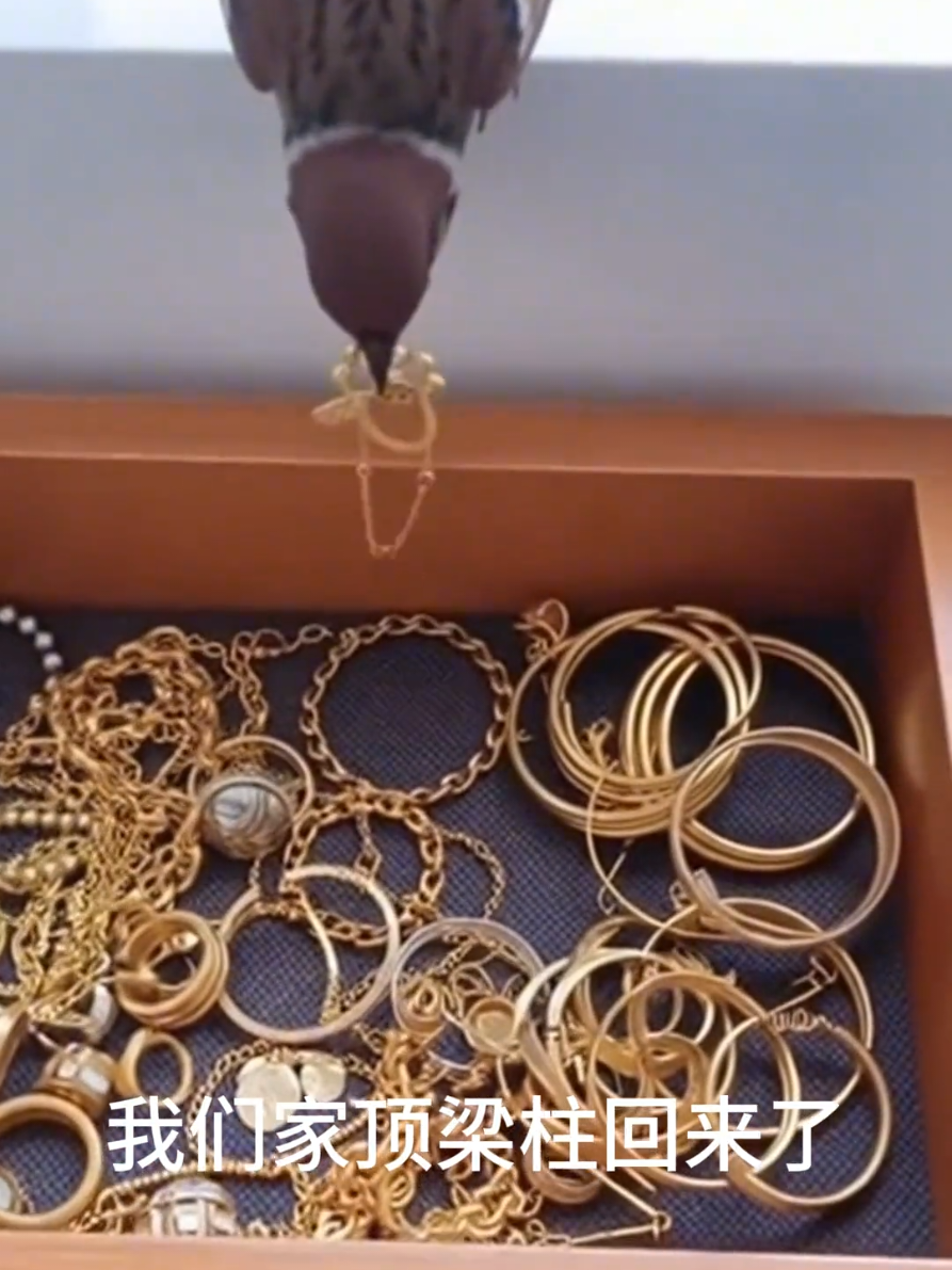 Trụ cột gia đình chúng ta đã trở về #Thúcưng #Hàihước #Chimsẻ #vang9999