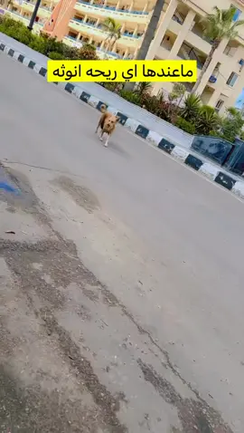 #الشعب_الصيني_ماله_حل😂😂🙋🏻‍♂️ 