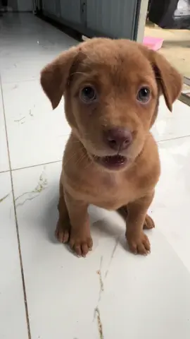 Ngứa răng ngứa đít 