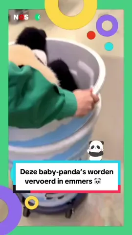 De baby-panda’s werden te zwaar om op te tillen en dus bedachten dierenverzorgers een slimme manier om ze van plek naar naar plek te vervoeren. 🐼🎋 #jeugdjournaal #panda #emmer #china #schattig 
