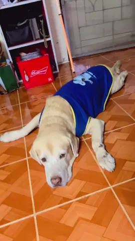 #ชุดหมา #เสื้อหมา #เสื้อผ้าสัตว์เลี้ยง #ชุดสุนัข #เสื้อสุนัข 