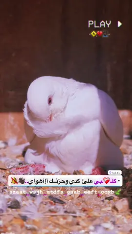 ❤️‍🩹🥲                                      #اكسبلور #اكسبلورexplore #مشاهير_تيك_توك #تفاعلكم_لايك_متابعه_اكسبلوررررراexplore #الشعب_الصيني_ماله_حل😂😂 @ﺂِࢦِٰـِﺒۦgehw 