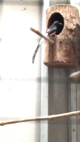 Murai batu 🐣🐣🐣 #muraibatuekorpanjang #kicaumania #muraibatu #pentetmania 