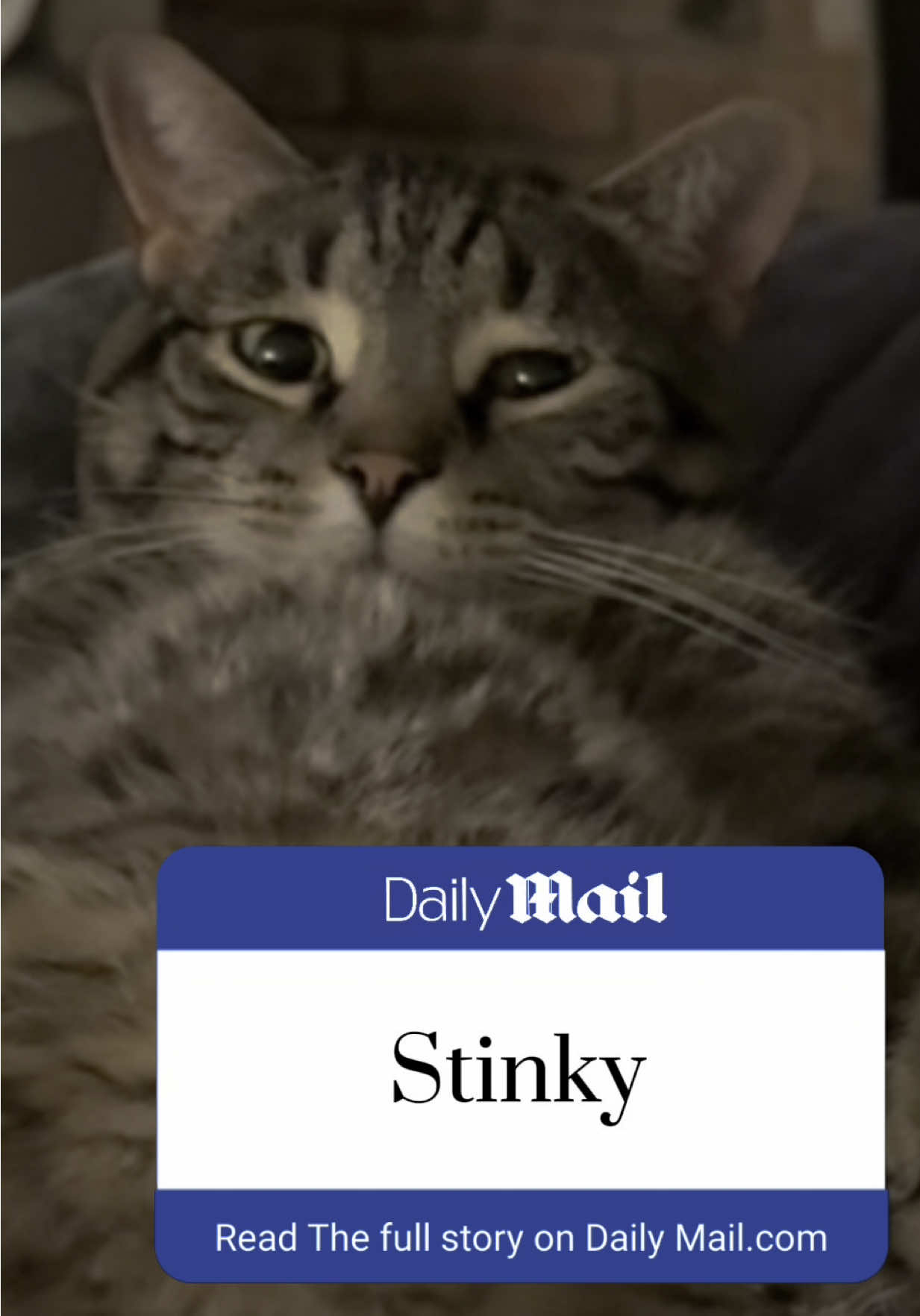 BREAKING MEWS!!! #CapCut #stinky #dailymail #fyp #catsoftiktok #news #trending 