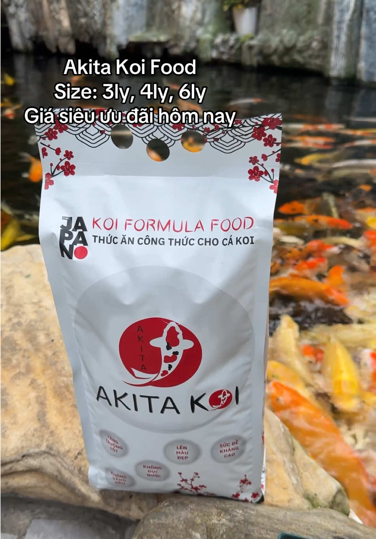 Tiếp tục hành trình mang hạt cám nhà Akita Koi đến 1 triệu khách hàng Việt Nam 🇻🇳. #camcakoi #thucancakoi #cakoi #cakoinhatban #cakoidep 