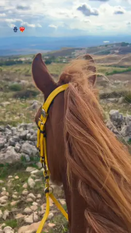 #خيل #خيل_وخياله🐎 #خيل_عربي_اصيل #foryoupage #حب_بلا_حدود 