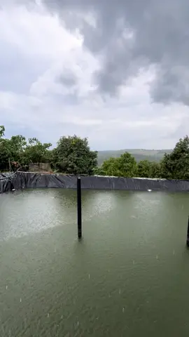 #LàmVườnSầuRiêng #GiảiPhápNôngNghiệp 