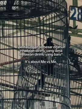 #CapCut  #kicaumania  #muraibatu 