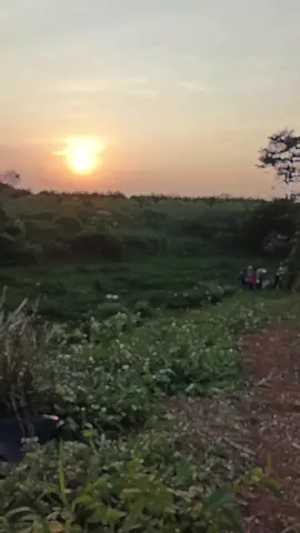 #pyfツ #kulisawit #ppksyangambi 