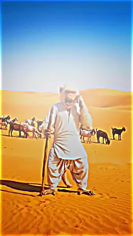 Chimpu on phone call with Abba sraiky #fun #funny #funnytiktok #monkey 