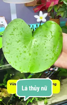 🌿 Bèo Thủy Nữ – Điểm nhấn xanh thanh khiết cho hồ cá của bạn!    🛒 Chỉ từ 6.790đ – Mua ngay kẻo hết Freeship!#cacanhthuysinhtmb #lathuynu #beothuynu #thuynu #caythuysinh 