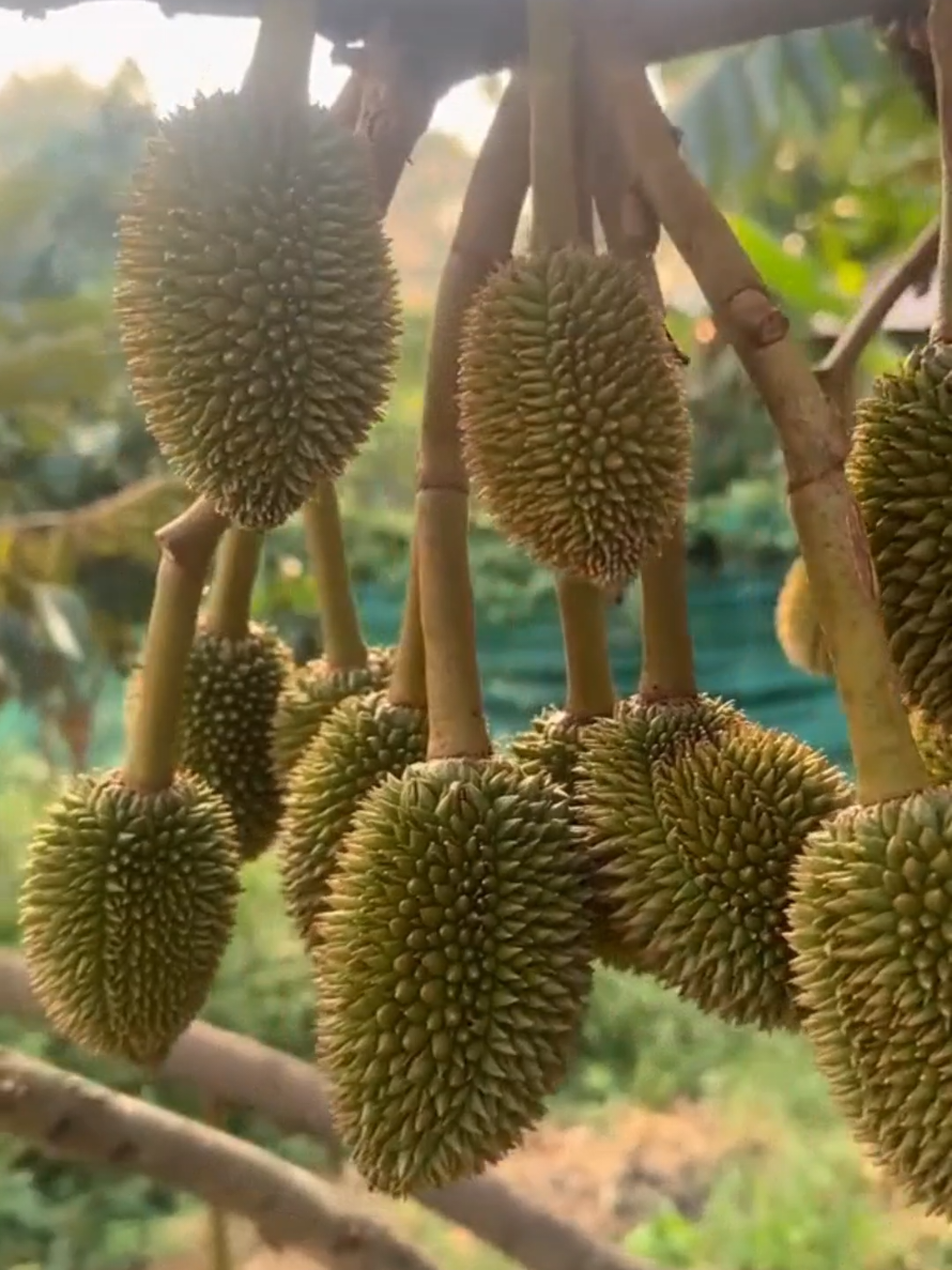 Nak pokok durian berbuah lebat? Jangan biar pokok mandul! Bagi dia BAJA KHAS DURIAN ni – sekali makan, terus GAGAH dan SUBUR! Buah lebat, montok, berderet-deret sampai jiran jeling! Nak hasil padu? Guna baja yang betul. Kau bagi… dia balas. Grab sekarang sebelum habis stok! #bajakhasdurian #pokokdurianberbuahlebat #bajadurian #bismilllahfyp 