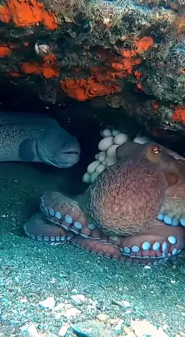 #creatorsearchinsights #underwater #millionviews #octopus #mood 
