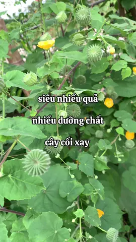 #caycoixay #bothan #soithan #loitieu #xuhuong 