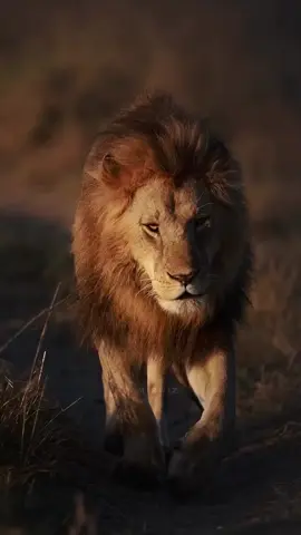 وما زدنا على أن نقيم شرع ربنا #تصميم_فيديوهات🎶🎤🎬 #ترند #متابعة 