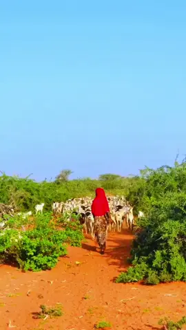 #galmudugnimo #xarardheerebilan🥰❤️ #💚💙❤️🦁 #dhaqandhoor2 