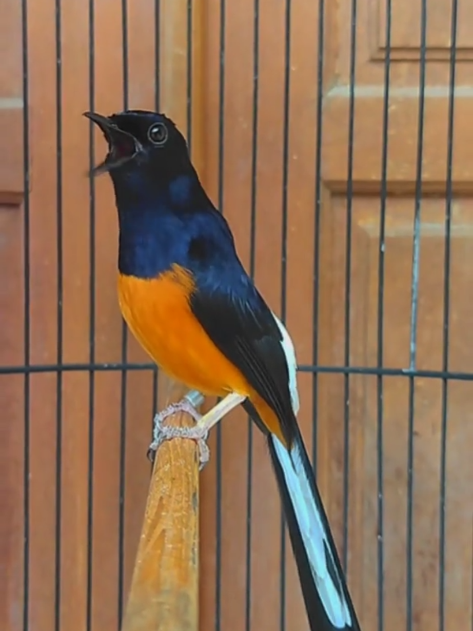 MABES JM MASTERING BOJONEGORO#masteringmuraibatu #muraybatuindonesia #muraybatumania #fyppppppppppppppppppppppp #fyp 