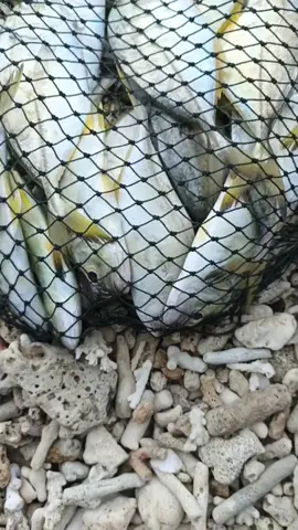 mencoba spot yg pernah viral🔥@Sejoli Muda  #fyp #relixnusantara #ultralight #casting 