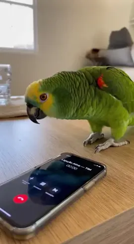 Saúde 🤧 #humor #papagaio #culto 