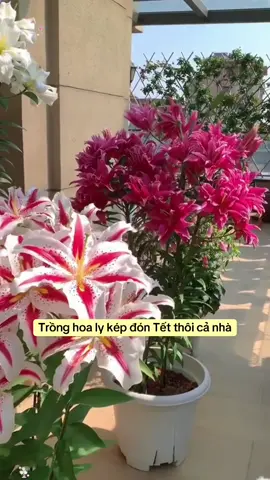 Thời điểm vàng trồng hoa ly đón Tết là bây giờ nha #cuhoalykep #hoalykep #tronghoalykep #tronghoadontet 