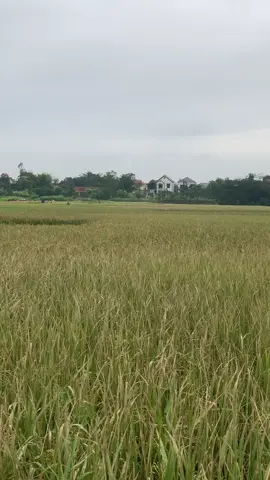 Đã hoàn thiện,đợi gió đẹp là bay thôi ae #xuhuong #xuhuongtiktok #dieusaophubinh #dieusaoquehuong #dieusaodaitra 